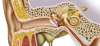 Øret tinnitus mellemørebetændelse indre øre - Mybodyandmind x151